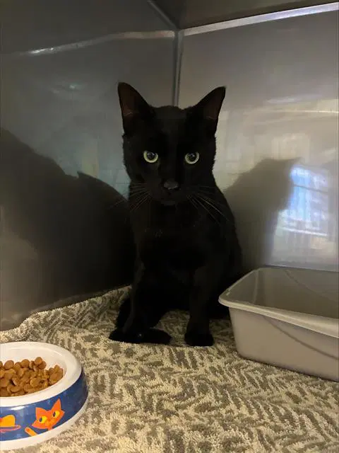 Cauldron - Domestic Short Hair