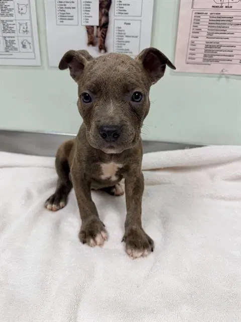 Mr Worldwide - Pit Bull Terrier
