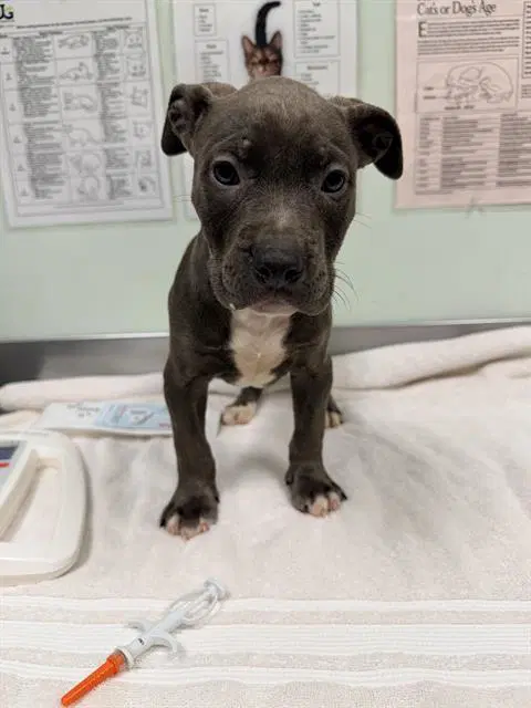 Timber - Pit Bull Terrier