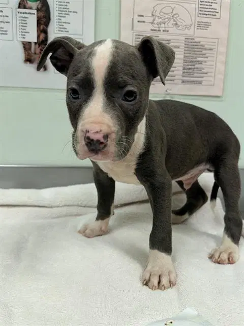 Fireball - Pit Bull Terrier