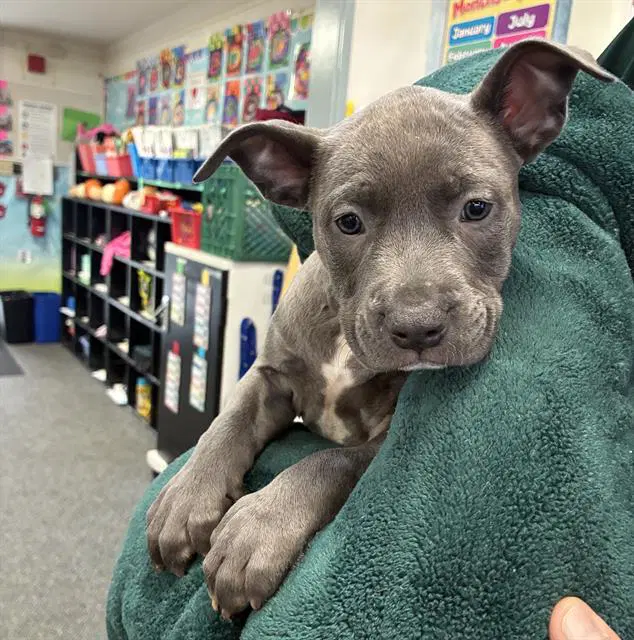 Armando - Pit Bull Terrier