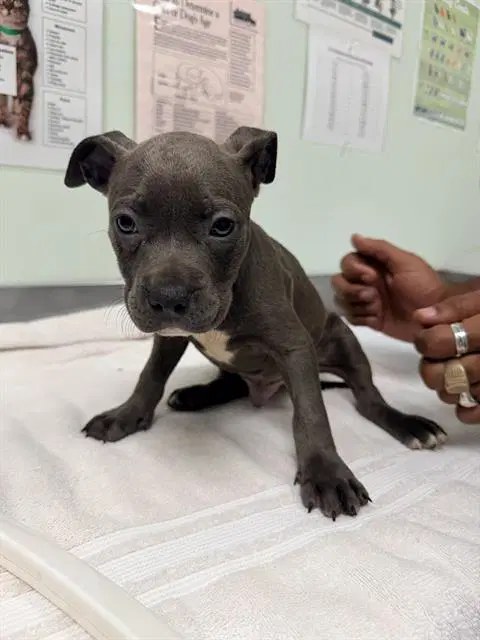 Pause - Pit Bull Terrier