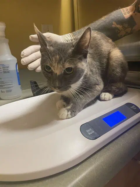 Lavender - Domestic Short Hair