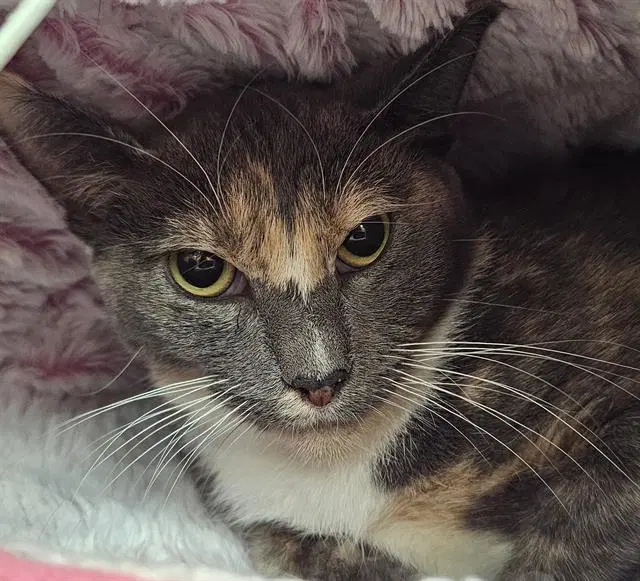 Lavender - Domestic Short Hair