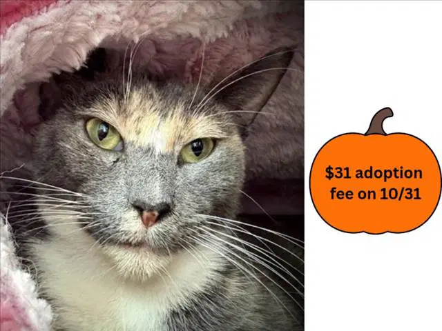 Lavender - Domestic Short Hair