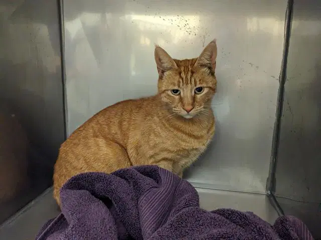 Julius - Domestic Short Hair