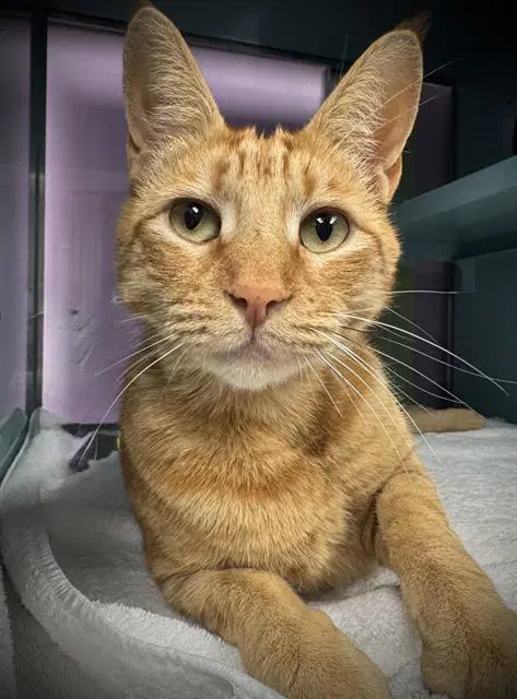 Julius - Domestic Short Hair