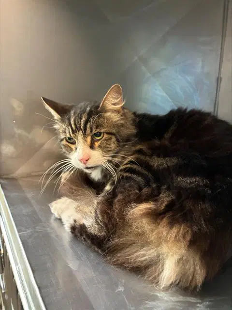 Jonas - Domestic Medium Hair