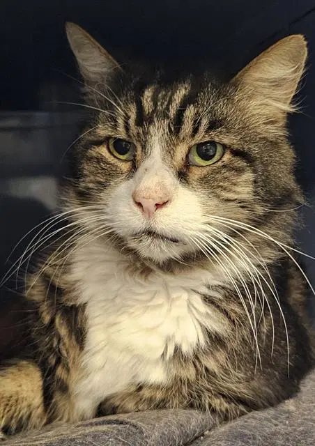 Jonas - Domestic Medium Hair