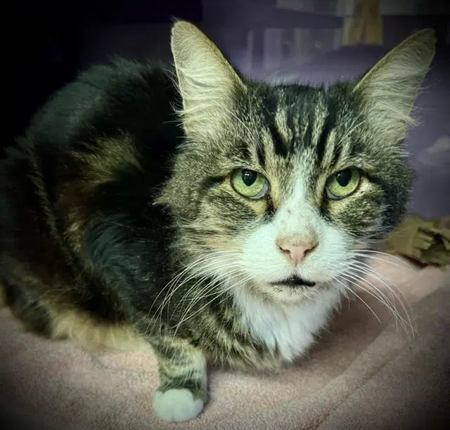 Jonas - Domestic Medium Hair
