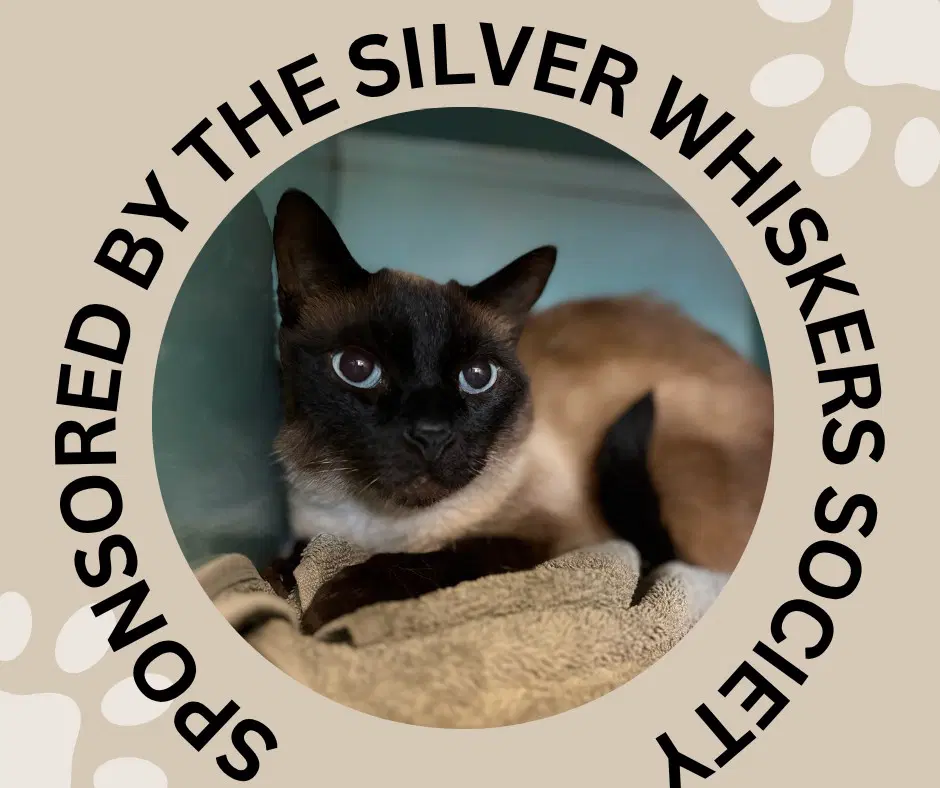 Oliver - Siamese