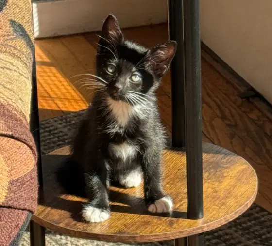 Zachary - Domestic Short Hair