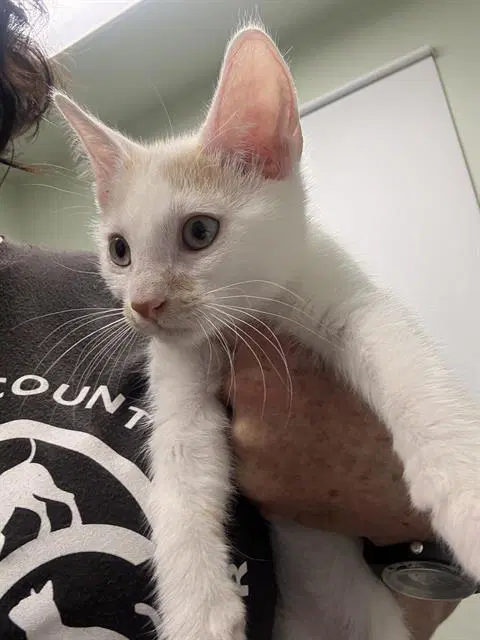 Batty - Domestic Short Hair