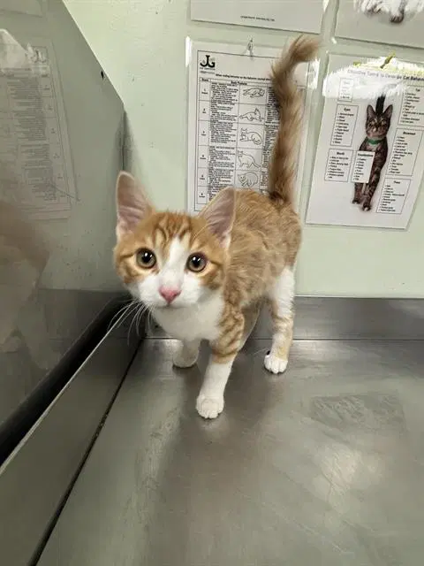 Dorito - Domestic Short Hair