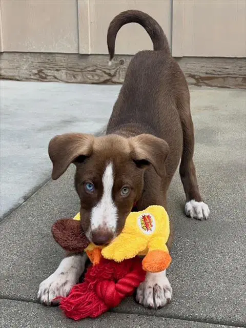 Sky Blue - German Shorthaired Pointer