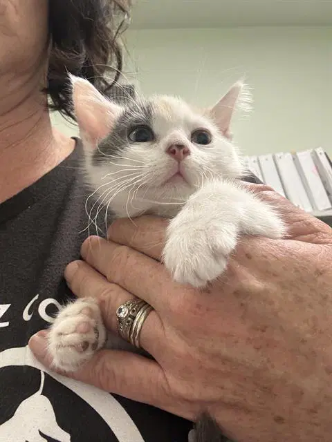 Dinky - Domestic Short Hair