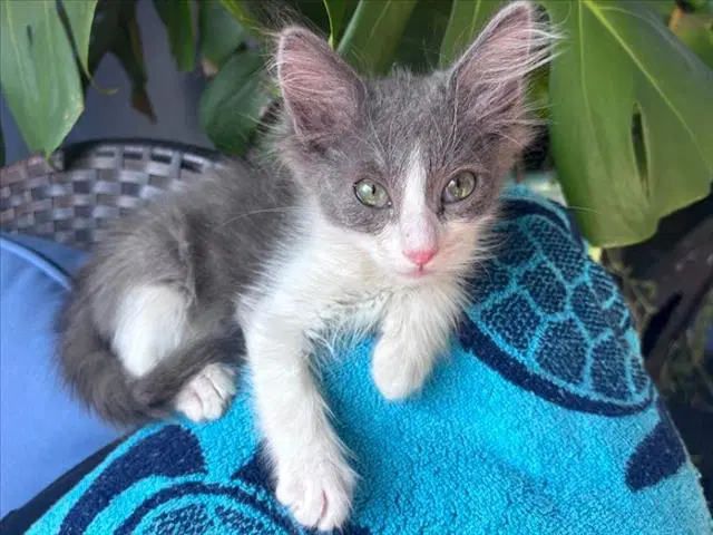 Smokey - Domestic Long Hair