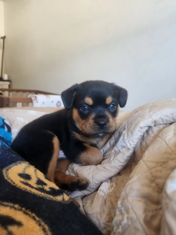 Brownie - Rottweiler