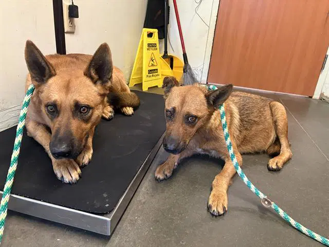 Red - Australian Cattle Dog/Blue Heeler