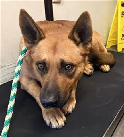 Red - Australian Cattle Dog/Blue Heeler
