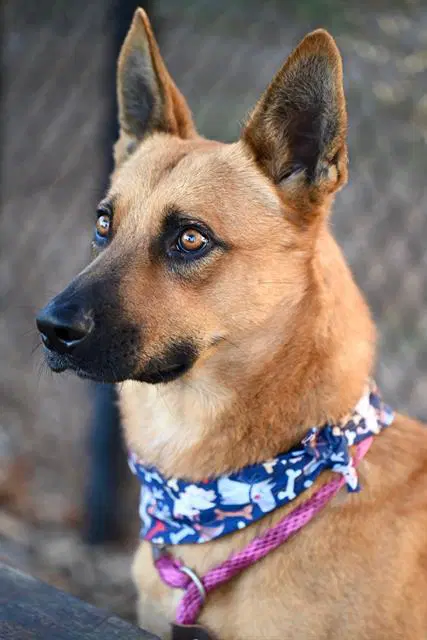 Red - Australian Cattle Dog/Blue Heeler