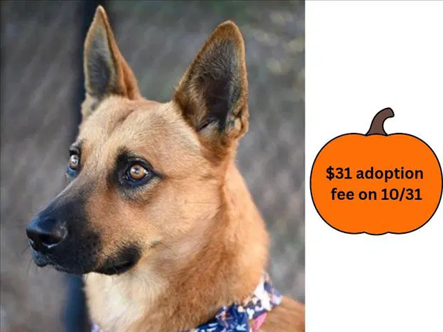 Red - Australian Cattle Dog/Blue Heeler