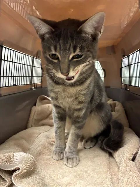 Galletas - Domestic Short Hair