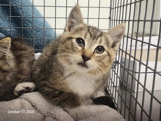 Hannah - Domestic Short Hair