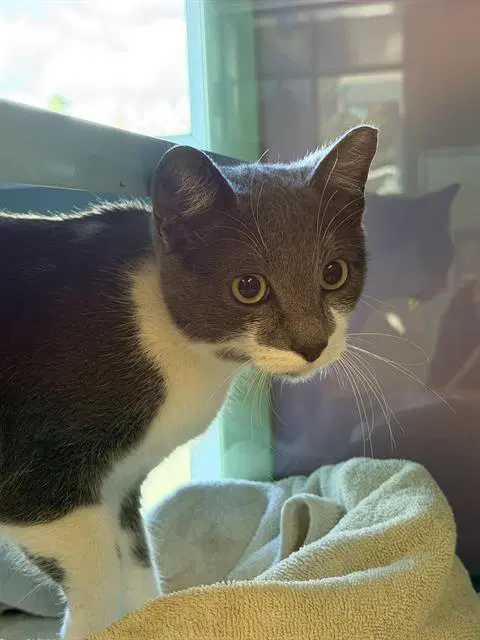 Glory - Domestic Short Hair