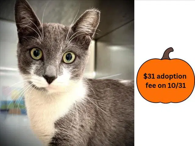 Glory - Domestic Short Hair