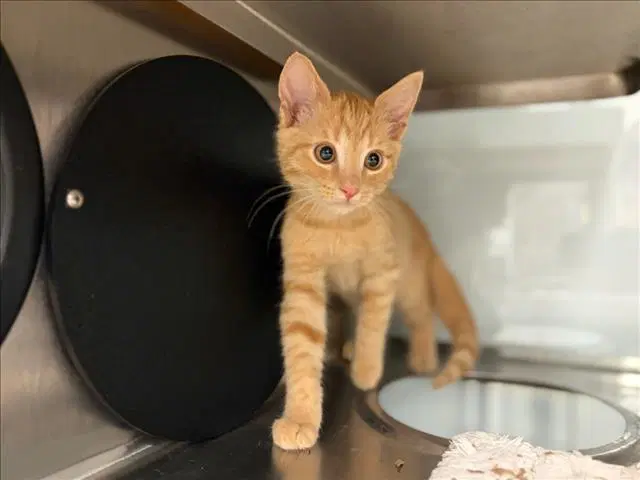 Acorn - Domestic Short Hair