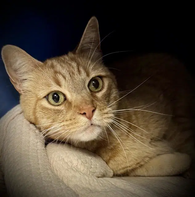 Aramis - Domestic Medium Hair