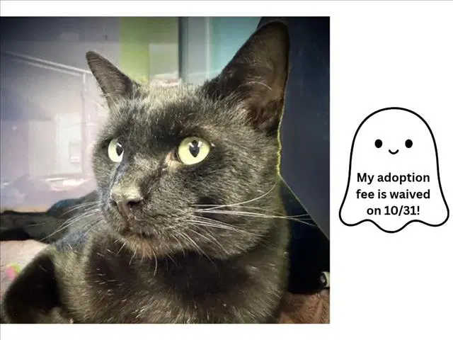 Cauldron - Domestic Short Hair