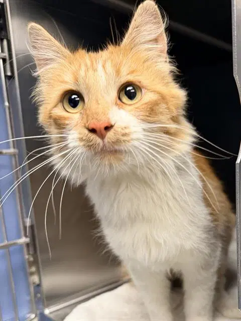 Barnaby - Domestic Medium Hair