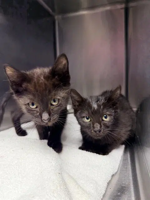 Tot - Domestic Short Hair
