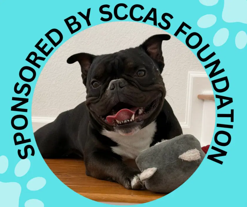 Draco - French Bulldog