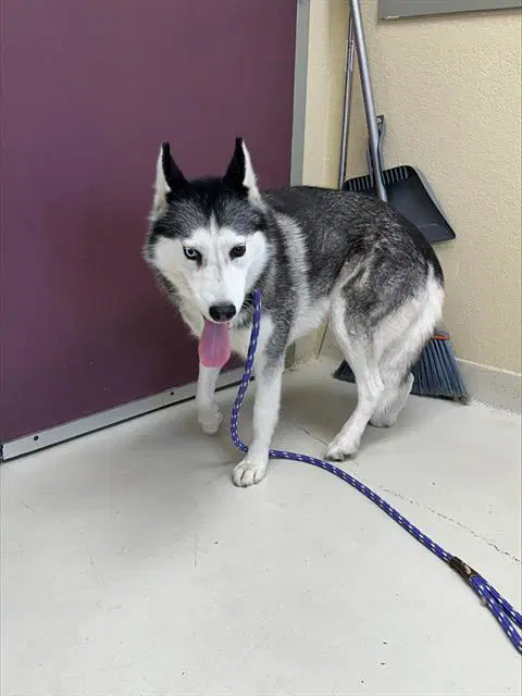 Max - Siberian Husky