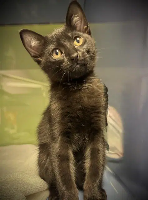 Jack - Domestic Short Hair