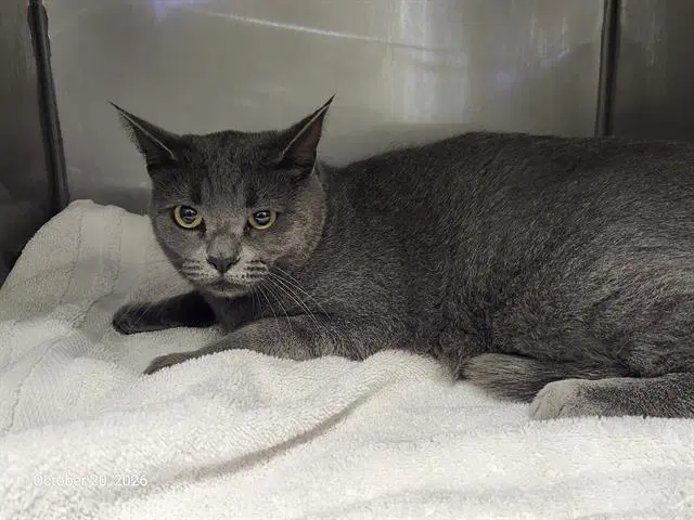 Jazmin - Russian Blue