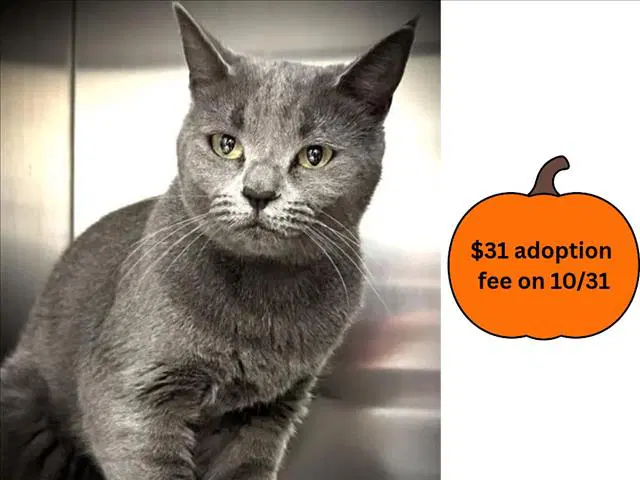 Jazmin - Russian Blue