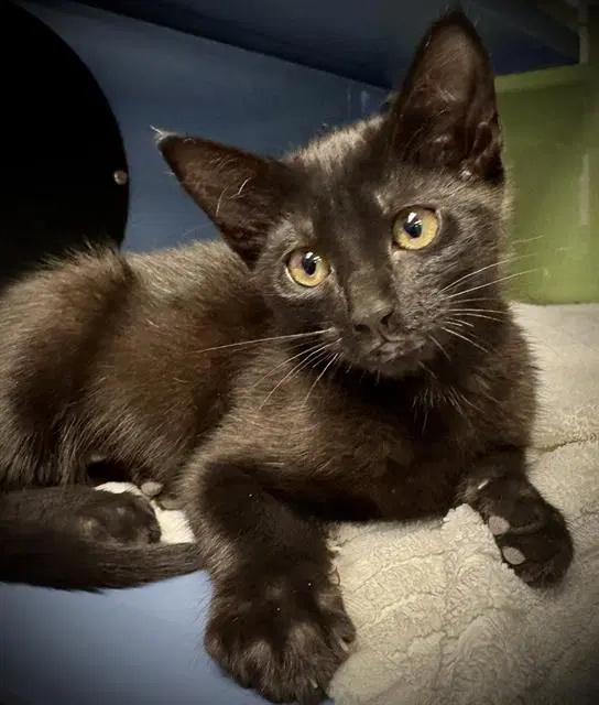 Sally - Domestic Short Hair