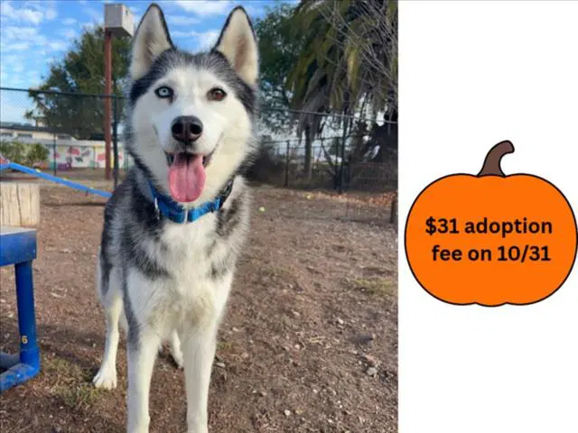 Dominique - Siberian Husky