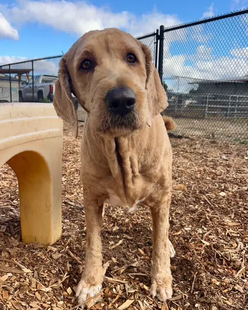 Teddy - Golden Retriever