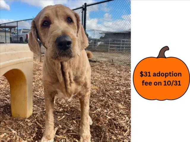 Teddy - Golden Retriever