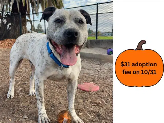 Champ - Pit Bull Terrier
