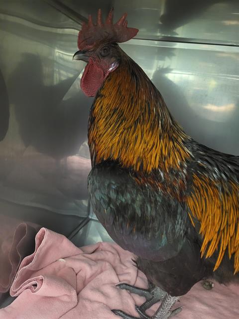 CLUCK*