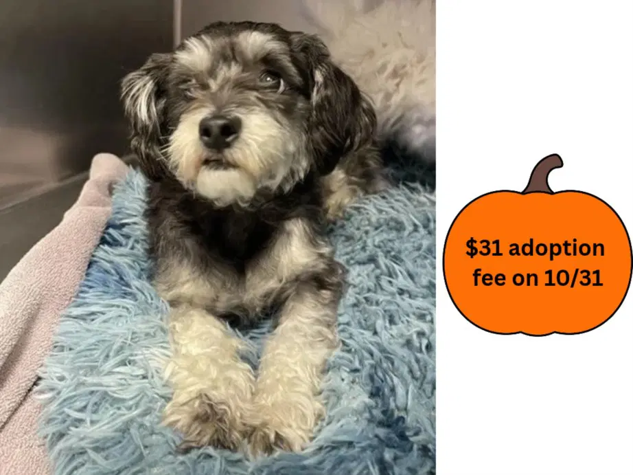 Panda - Miniature Schnauzer