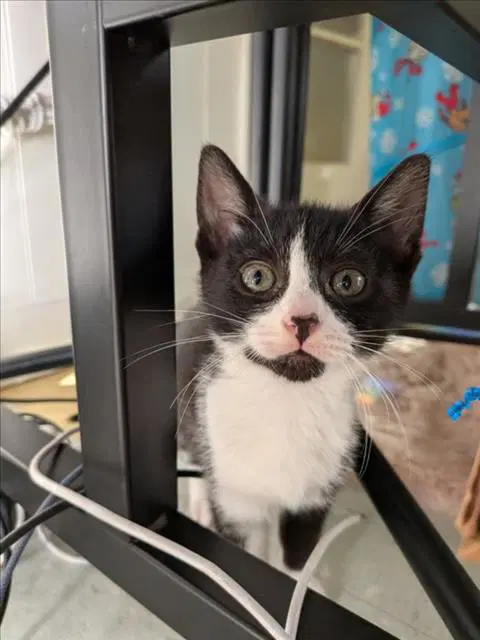 Maxi - Domestic Short Hair