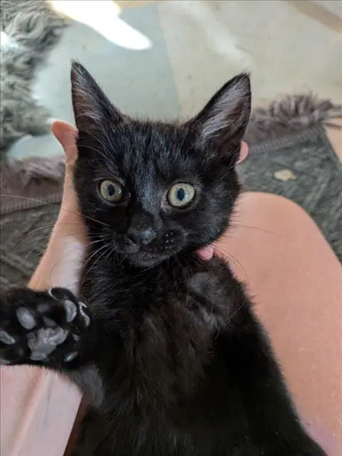 Midnight - Domestic Short Hair