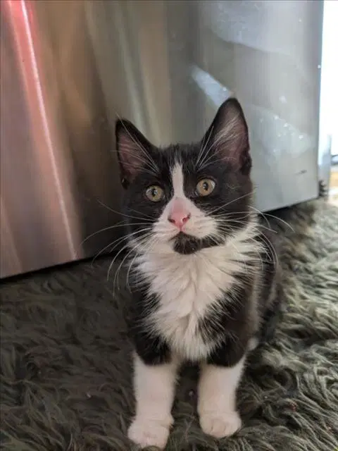 Miso - Domestic Medium Hair